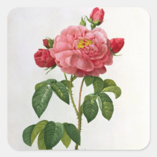 Rosa Gallica Aurelianensis Square Sticker