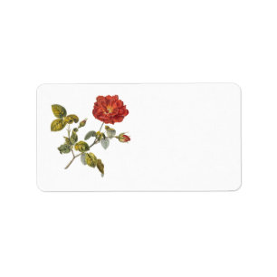 Rosa Gallica Beautiful Red Antique Rose Vintage Label