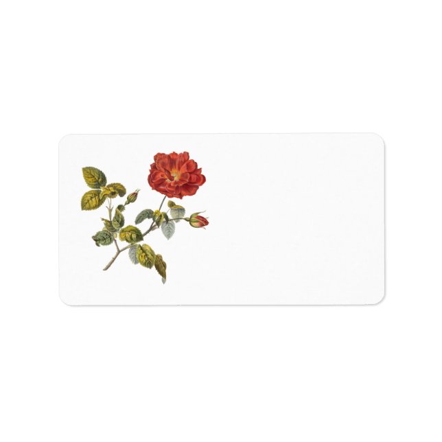 Rosa Gallica Beautiful Red Antique Rose Vintage Label (Front)