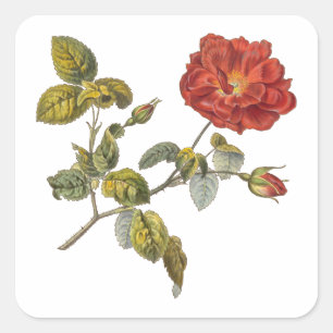 Rosa Gallica Beautiful Red Antique Vintage Rose Square Sticker