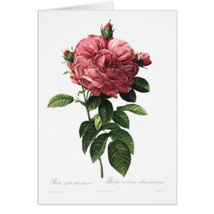 Rosa gallica flore giganteo