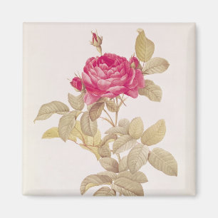 Rosa Gallica Pontiana, from 'Les Roses' Magnet
