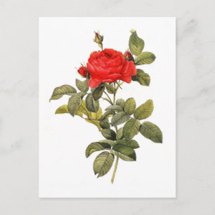 Rosa gallica pontiana postcard
