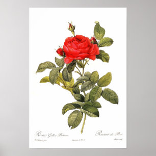 Rosa gallica pontiana poster