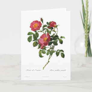 Rosa gallica pumila card