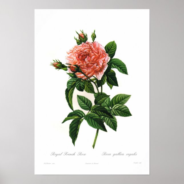 Rosa gallica regalis poster (Front)