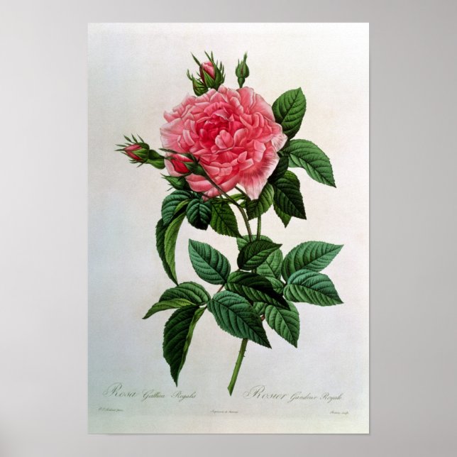 Rosa Gallica Regallis Poster (Front)
