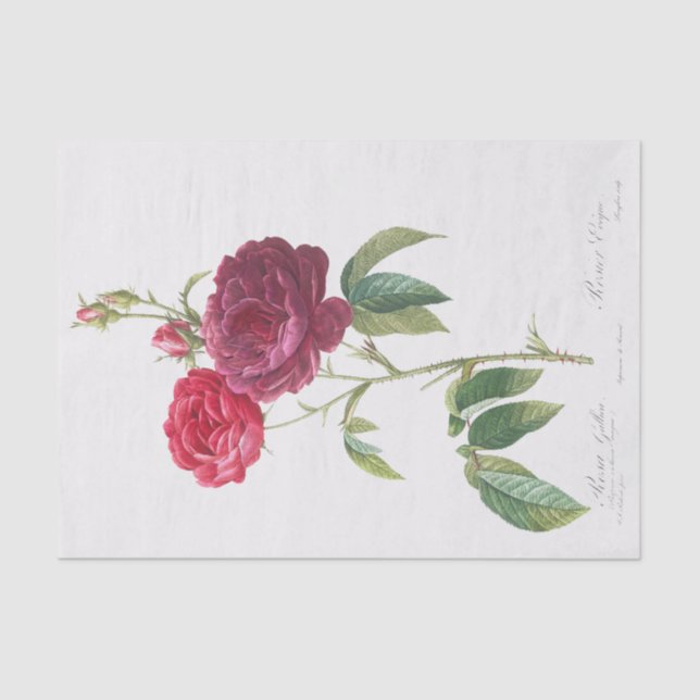 Rosa gallica tissue paper (Front)