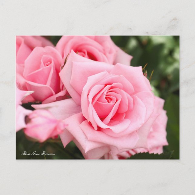 Rosa Gene Boerner [Postcard] Postcard (Front)