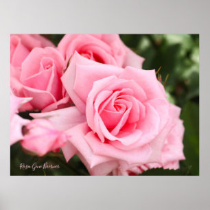 Rosa Gene Boerner [Value Poster Paper]