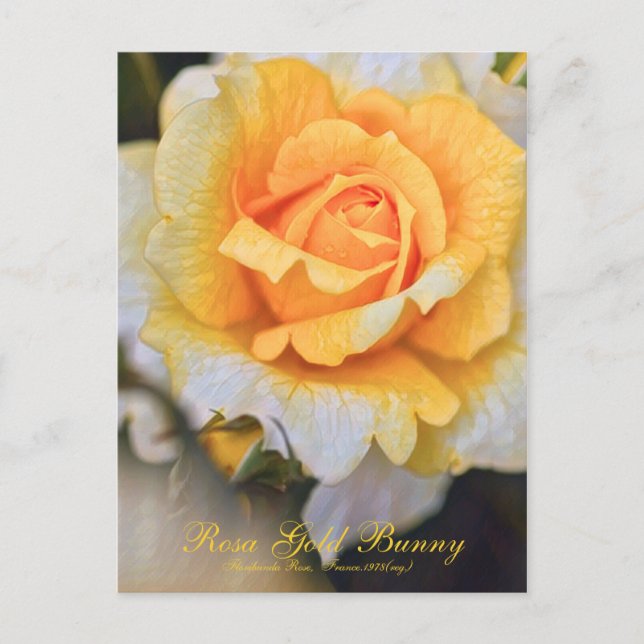 Rosa Gold Bunny [Postcard] Postcard (Front)