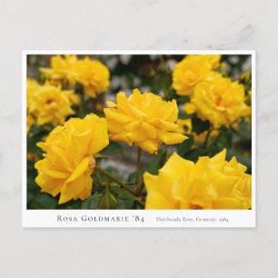 Rosa Goldmarie '84 Postcard