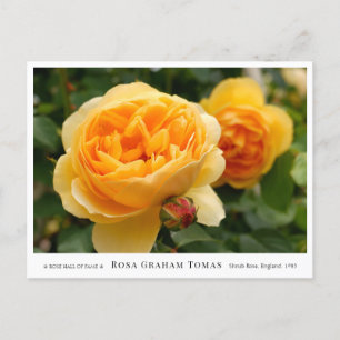 Rosa Graham Tomas Postcard