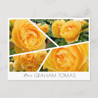 Rosa Graham Tomas Postcard