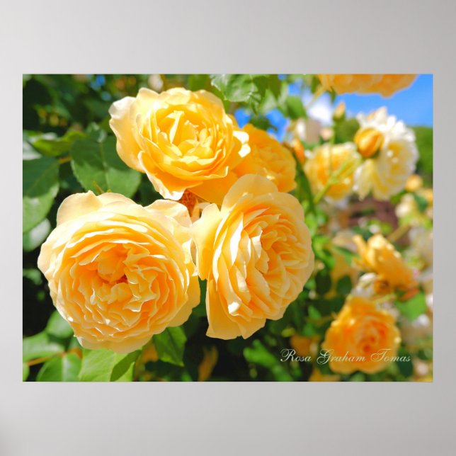 Rosa Graham Tomas [Value Poster Paper] (Front)