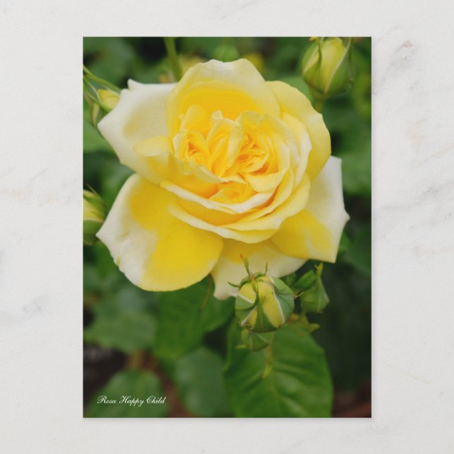 Rosa Happy Child Postcard (Front)