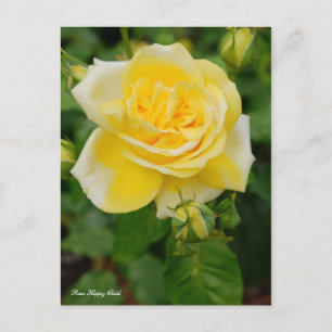 Rosa Happy Child [Postcard] Postcard