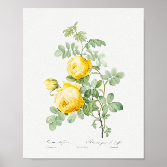 Rosa hemisphaerica Vintage Floral Yellow Roses Poster (Front)