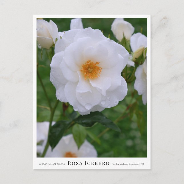 Rosa Iceberg Postcard (Front)