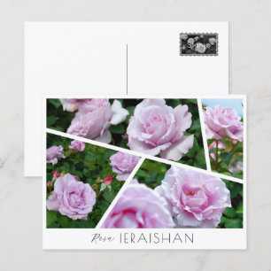 Rosa Ieraishan Postcard