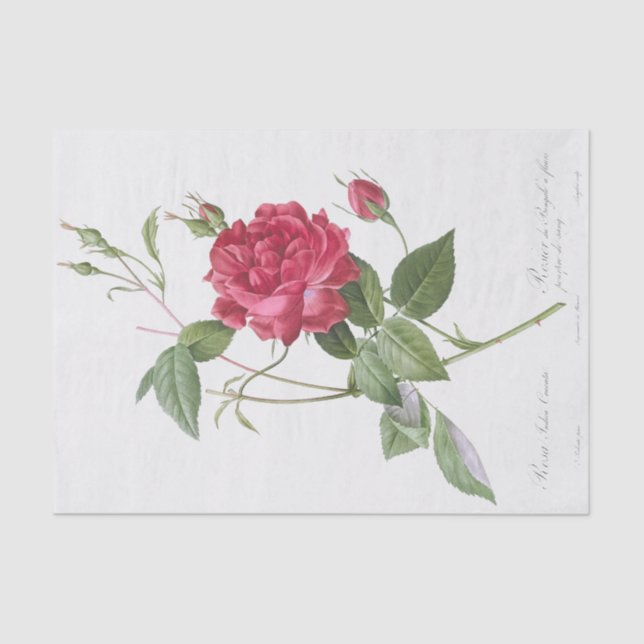 Rosa indica cruneta tissue paper (Front)