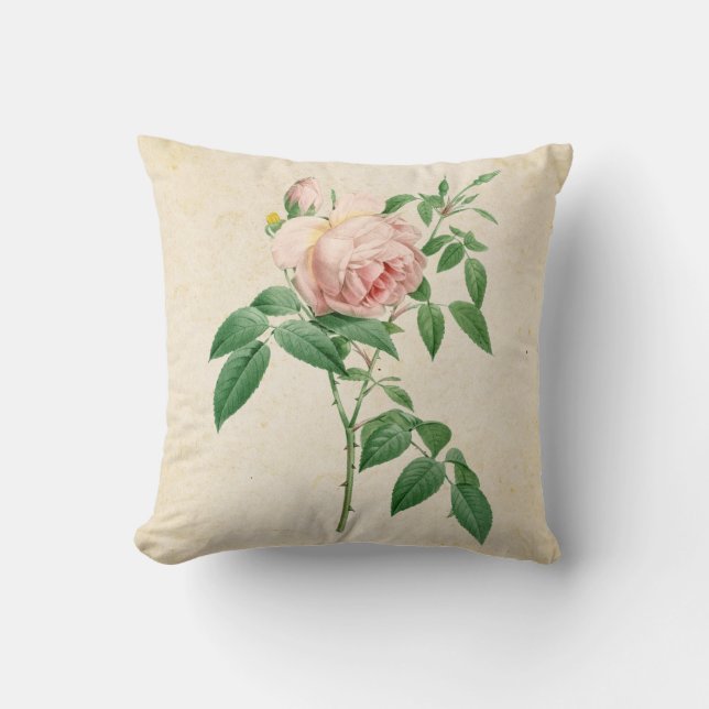 Rosa indica fragrans botanical illustration cushion (Front)