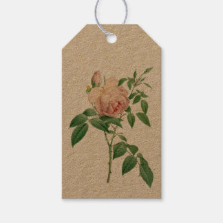 Rosa indica fragrans botanical illustration gift tags