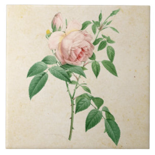 Rosa indica fragrans botanical illustration tile
