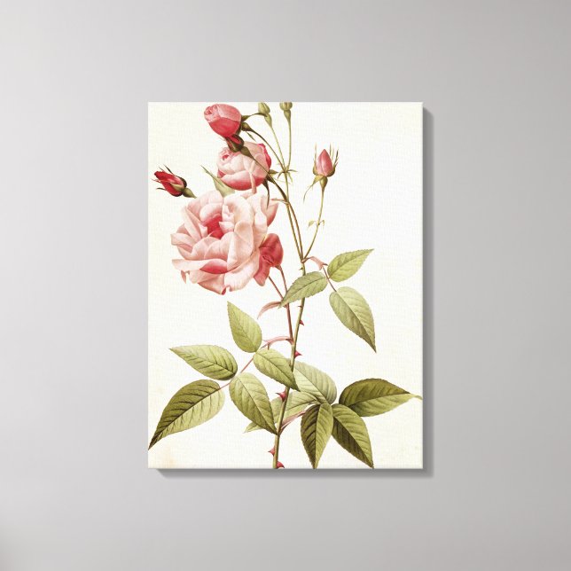 Rosa Indica Vulgaris, from 'Les Roses' Canvas Print (Front)