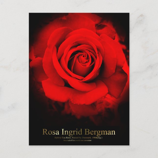 Rosa Ingrid Bergman：Postcard Postcard (Front)
