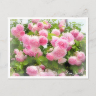 Rosa Jasmina Postcard