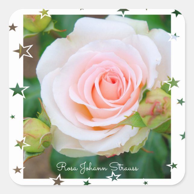 Rosa Johann Strauss [Square Seal] Square Sticker (Front)
