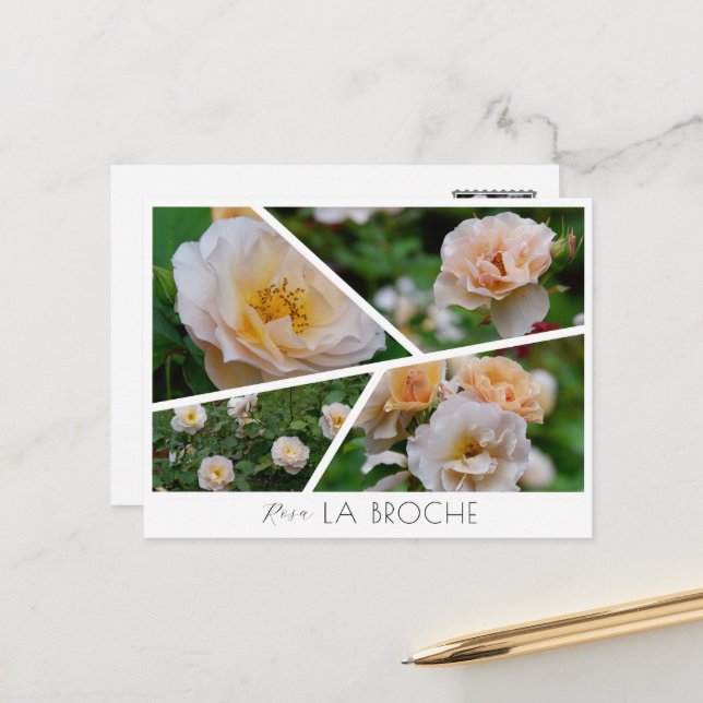  Rosa La broche Postcard (Front/Back In Situ)