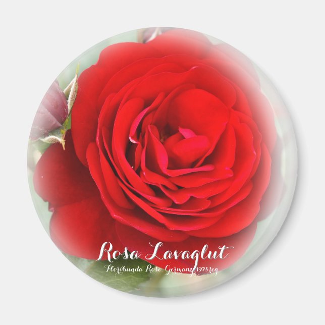 Rosa Lavaglut Magnet (Front)