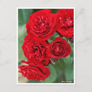 Rosa Lavaglut Postcard