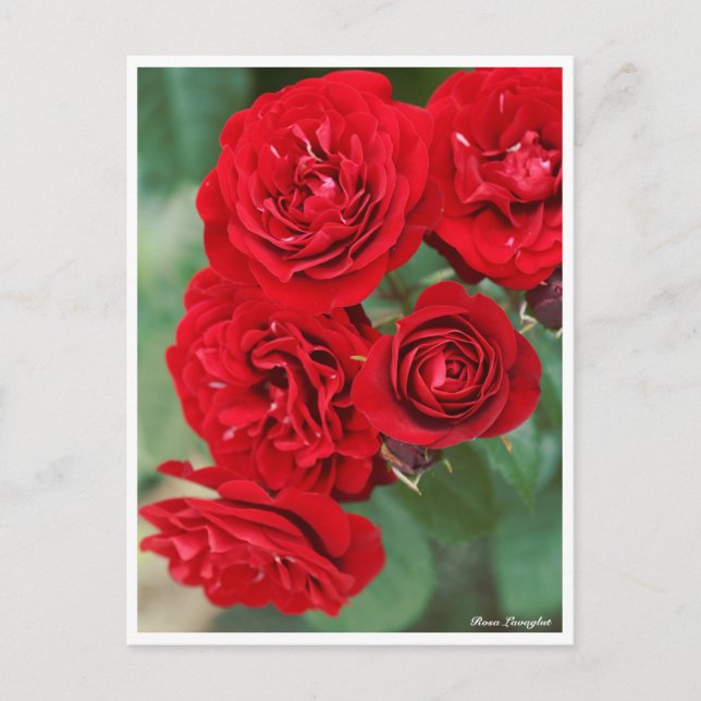 Rosa Lavaglut Postcard (Front)