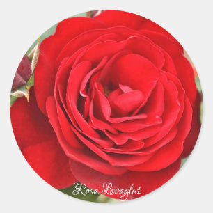 Rosa Lavaglut [Round Seal] Round Seal