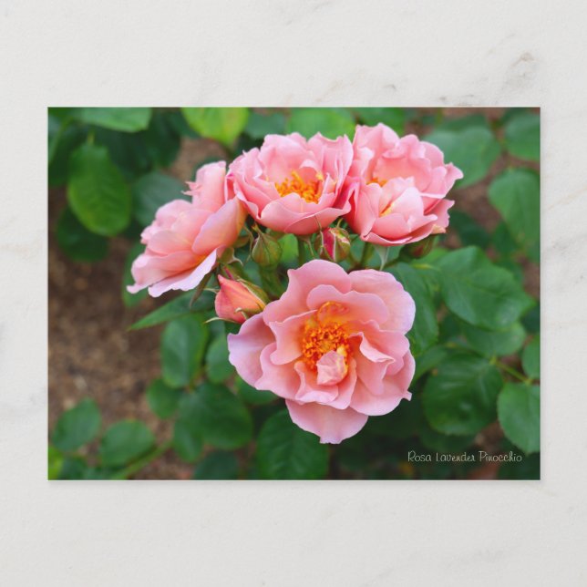 Rosa Lavender Pinocchio [Postcard] Postcard (Front)