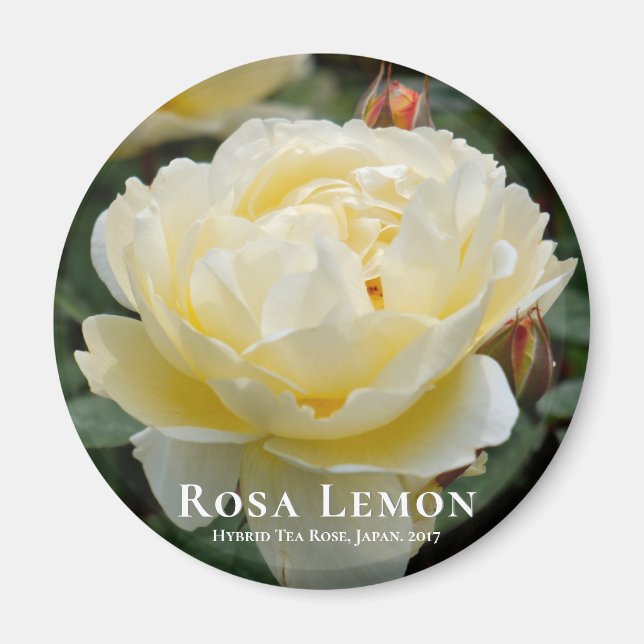 Rosa Lemon Magnet (Front)