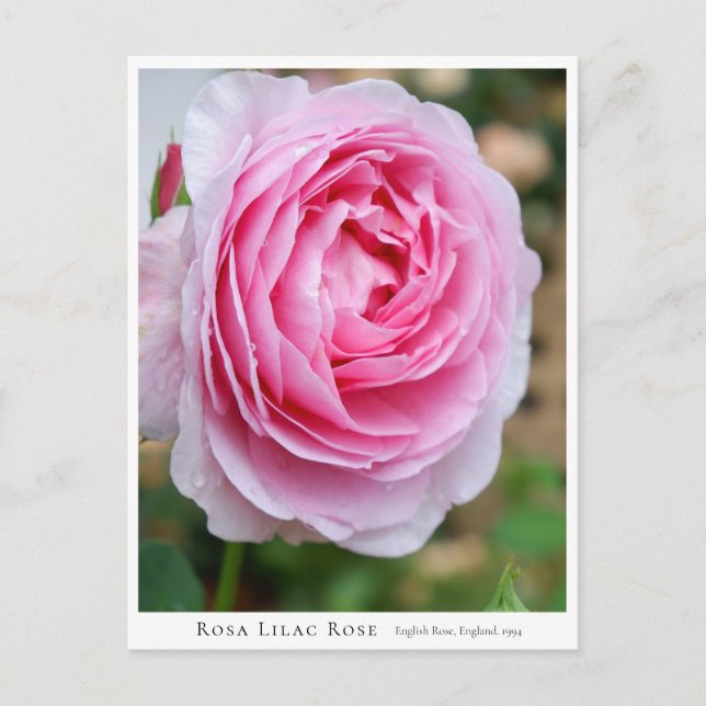 Rosa Lilac Rose Postcard (Front)