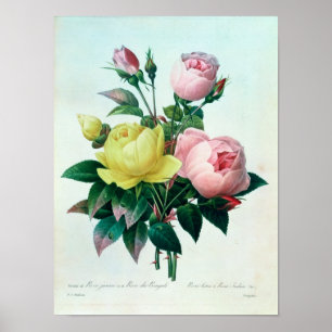 Rosa Lutea and Rosa Indica Poster