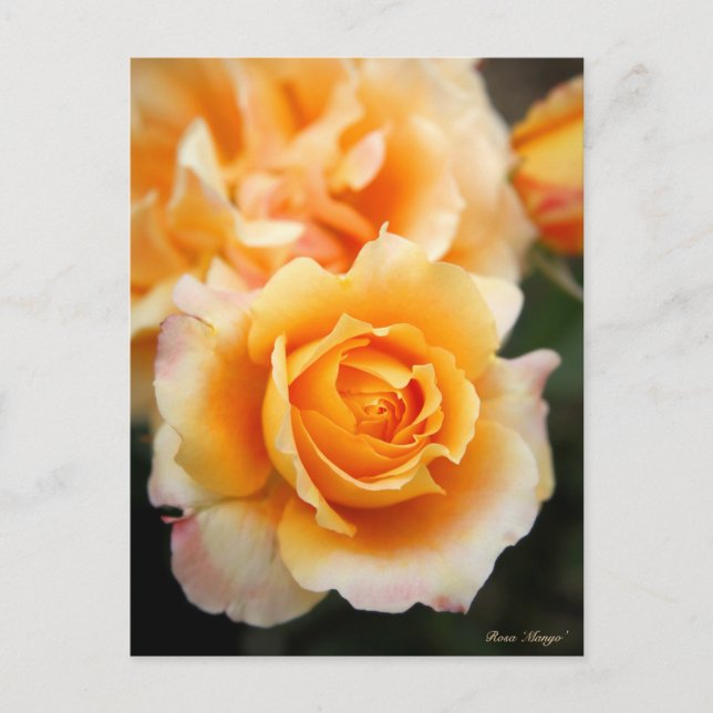 Rosa ‘Manyo’ Postcard (Front)