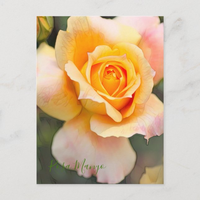 Rosa ‘Manyo'  [Postcard] Postcard (Front)