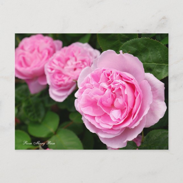 Rosa Mary Rose [Postcard] Postcard (Front)