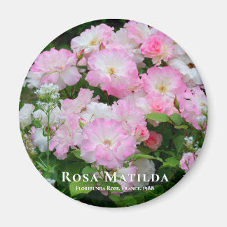 Rosa Matilda マグネット Magnet
