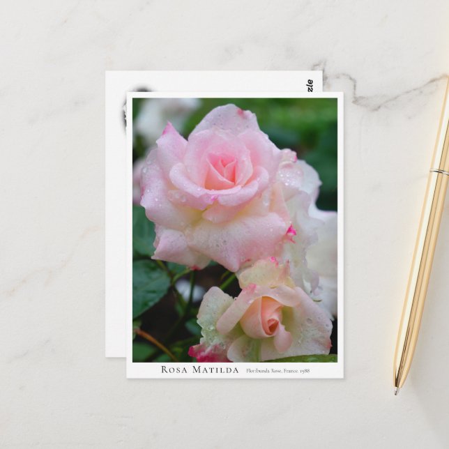 Rosa Matilda Postcard (Front/Back In Situ)