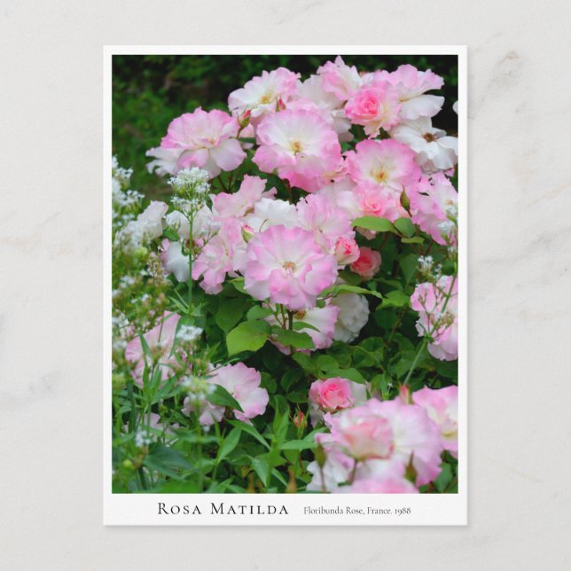 Rosa Matilda Postcard (Front)