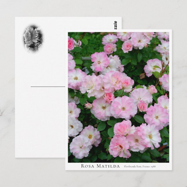 Rosa Matilda Postcard (Front/Back)