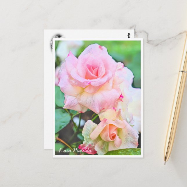 Rosa Matilda Postcard (Front/Back In Situ)