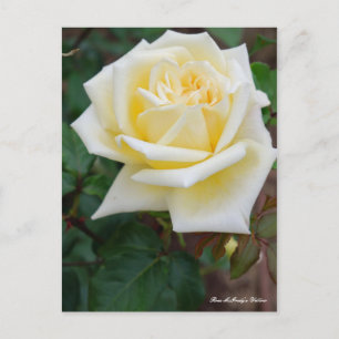 Rosa McGredy's Yellow [Postcard] Postcard